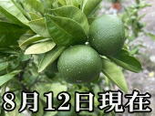 ���i�摜