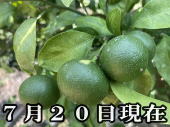���i�摜